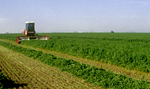 Easy-to-grow alfalfa is good for farm profitability